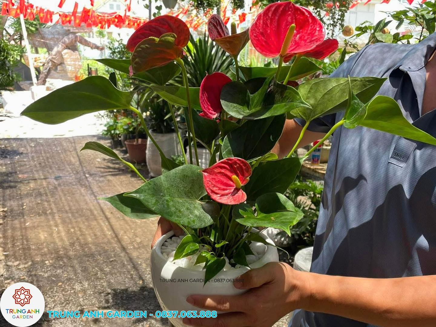 Ý Nghĩa Cây Hồng Môn Trong Sân Vườn