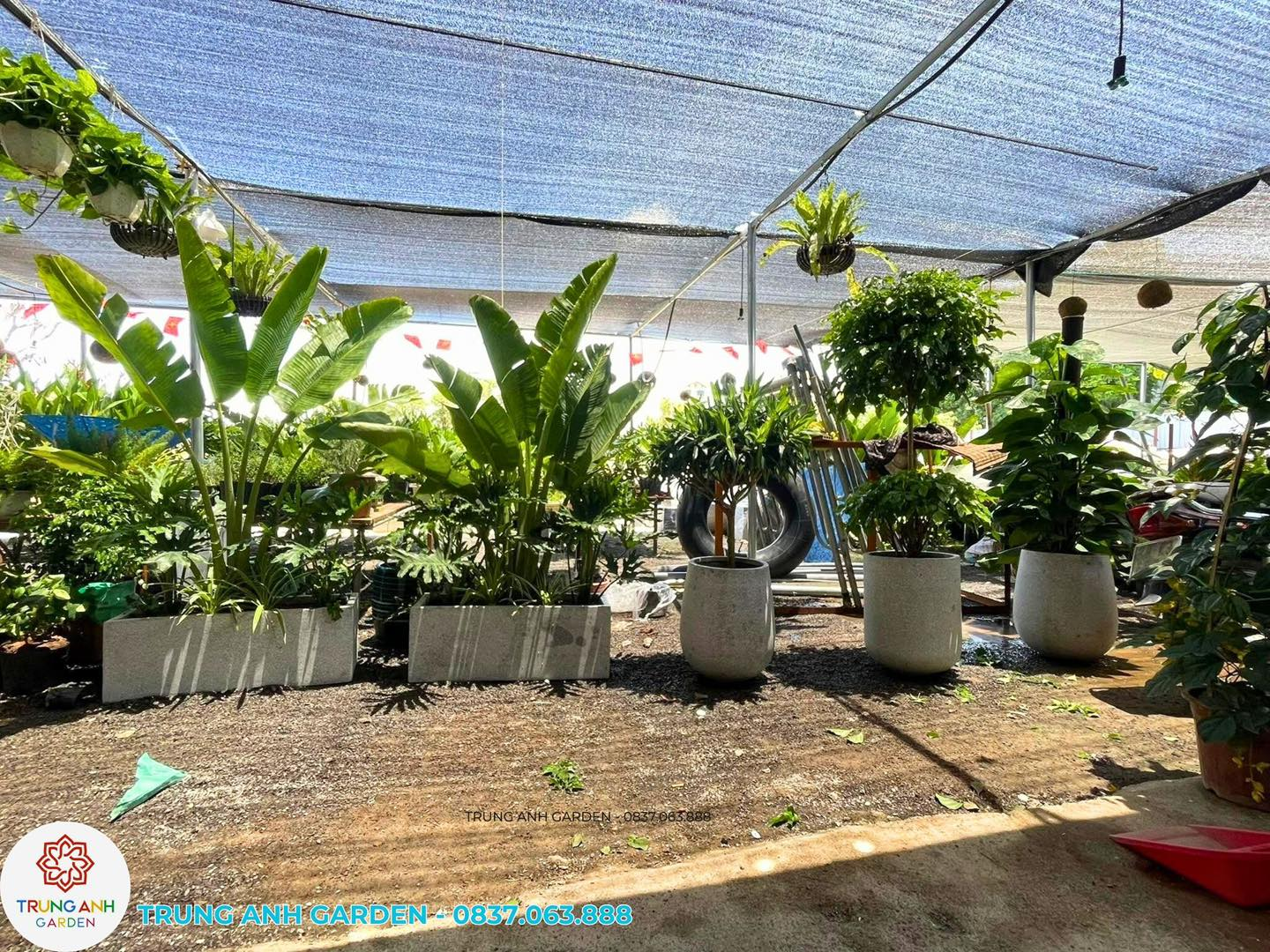 Chọn Cây Cảnh Cho Sân Thượng Và Ban Công